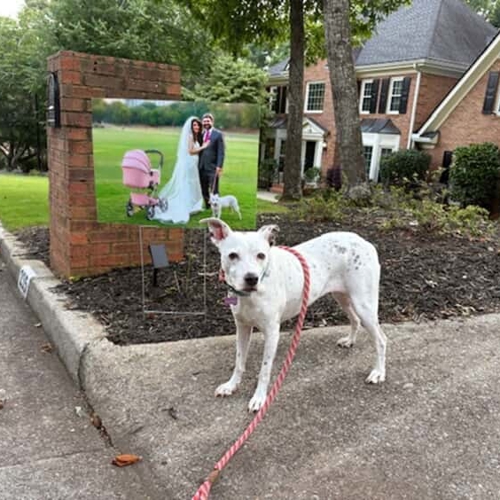 Yard Signs